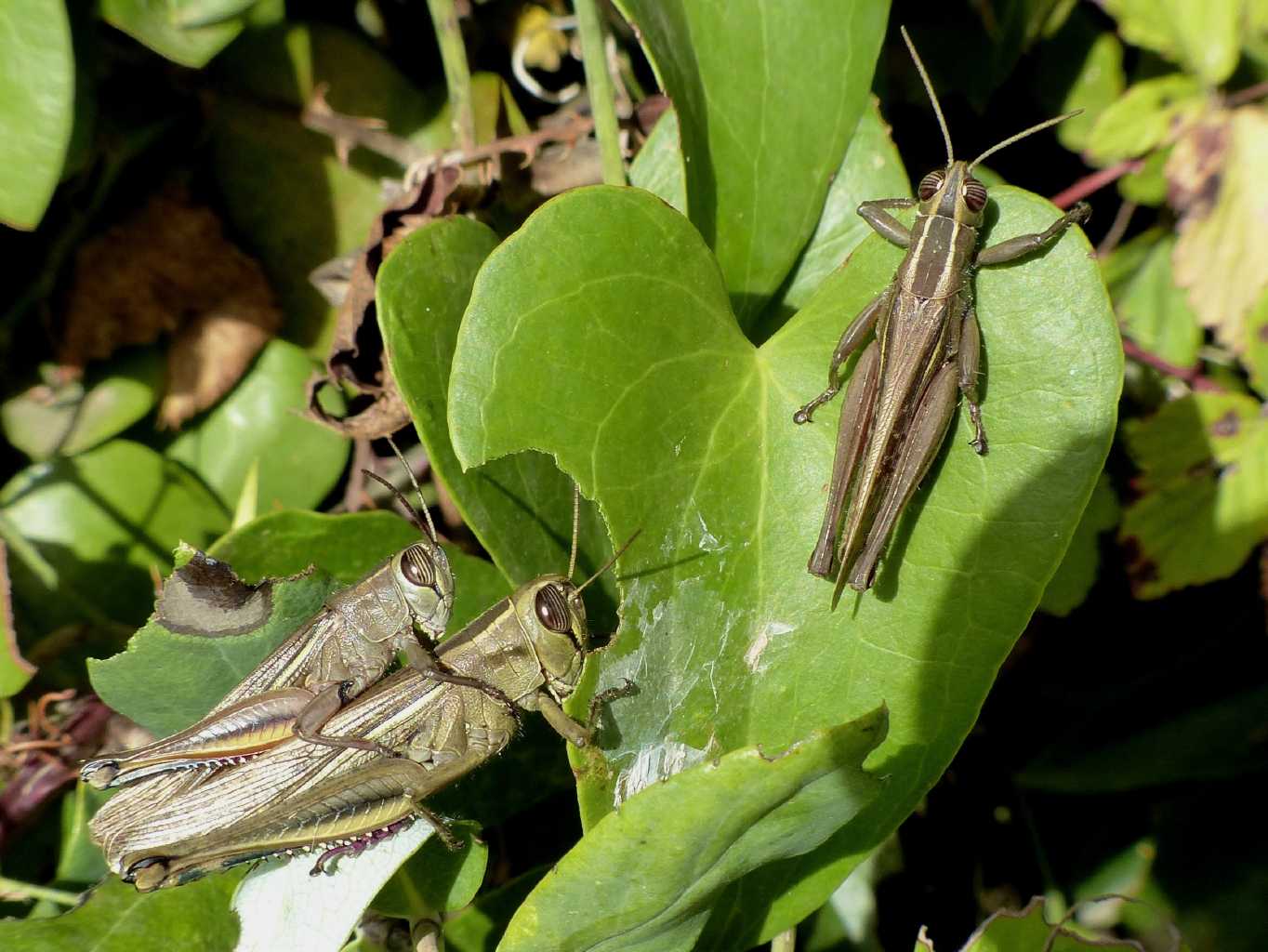 Un ortottero invernale: Eyprepocnemis plorans